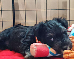 Собаки в Москве: Щенки цвергшнауца окраса черный с серебром. Разнополые, Бесплатно - фото 7