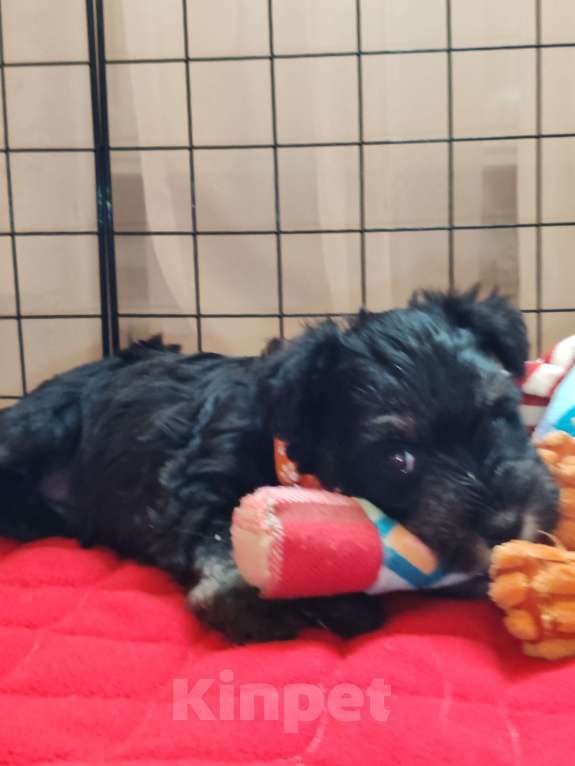 Собаки в Москве: Щенки цвергшнауца окраса черный с серебром. Разнополые, Бесплатно - фото 7