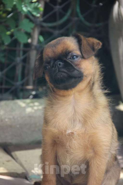 Собаки в других городах Краснодарского края: Развеселый Брабансон Девочка, 30 000 руб. - фото 3