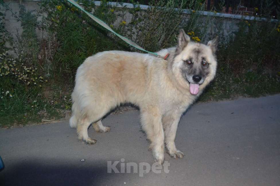 Собаки в Чехове-2: В добрые руки Мальчик, Бесплатно - фото 5