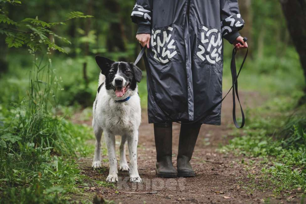 Собаки в Москве: Статный красавец без породы в добрый руки! Мальчик, Бесплатно - фото 4