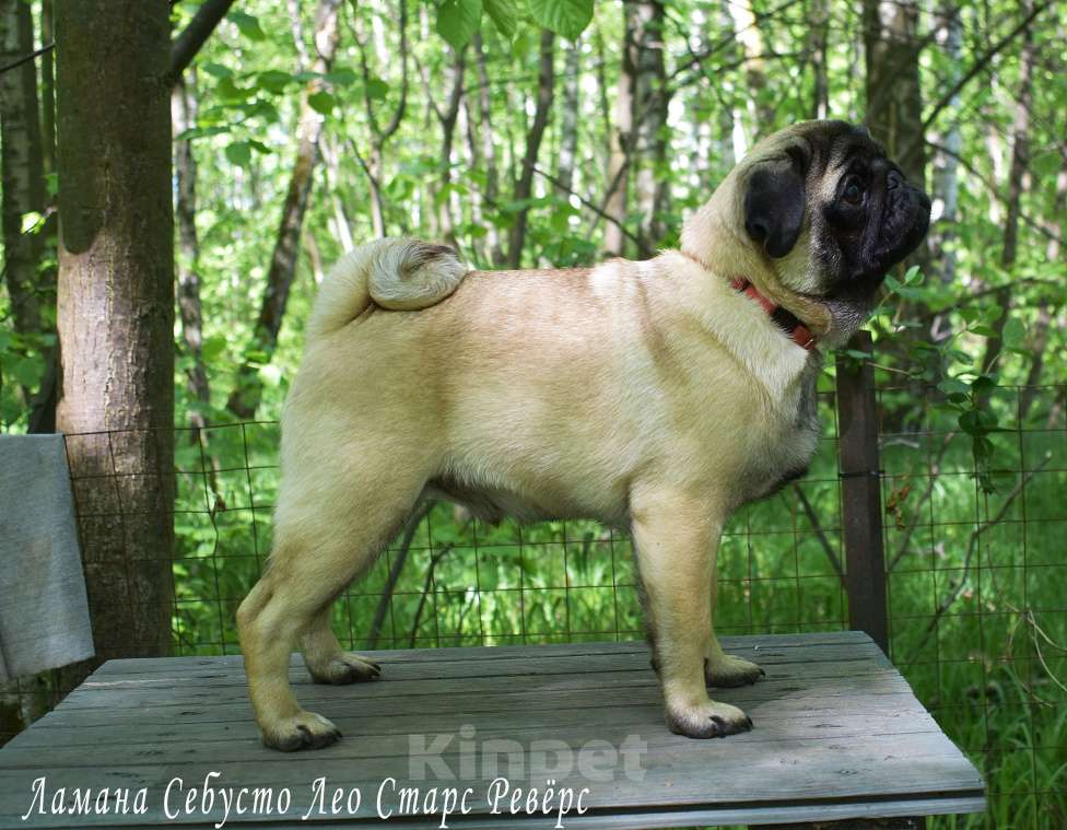 Собаки в Москве: Брутальный пирожок Мальчик, 100 000 руб. - фото 9