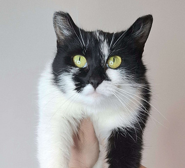 Кошка с необычными ушками в добрые руки