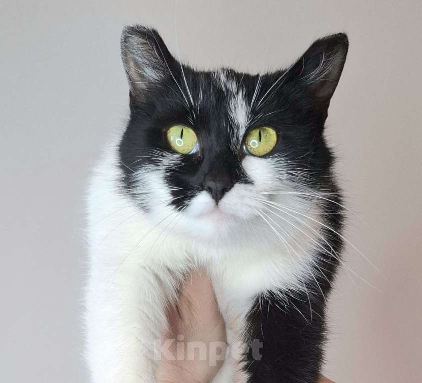 Кошки в Москве: Кошка с необычными ушками в добрые руки Девочка, Бесплатно - фото 1