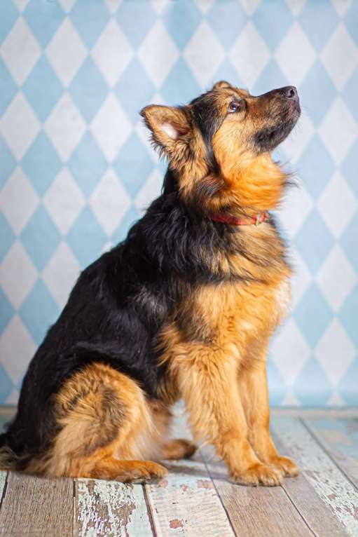 Собаки в Москве: Пушистый большой добряк Большой в добрые руки Мальчик, 1 руб. - фото 8