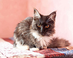 Кошки в Москве: Котята Мейн Кун, 2 000 руб. - фото 5