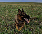 Собаки в Барнауле: Вязка, 1 руб. - фото 5