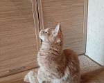 Кошки в Оленегорске: Мейн-кун котик, 15 000 руб. - фото 4