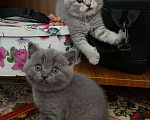 Кошки в Вязниках: Шотландские котята, 6 000 руб. - фото 2