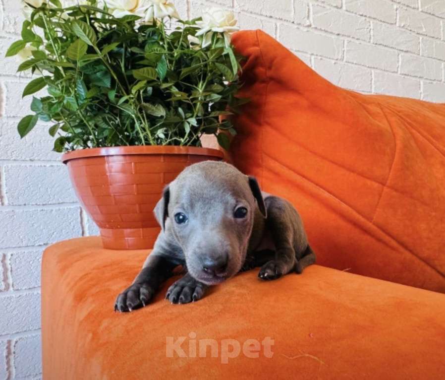 Собаки в других городах Тульской области: Левретка Мальчик, 100 000 руб. - фото 2