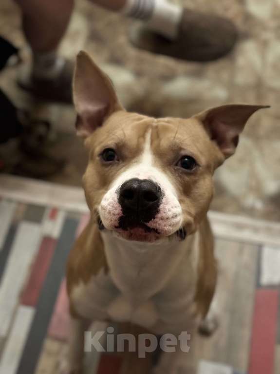 Собаки в Люберцах: Собака в добрые руки. БЕСПЛАТНО!!! Мальчик, Бесплатно - фото 2