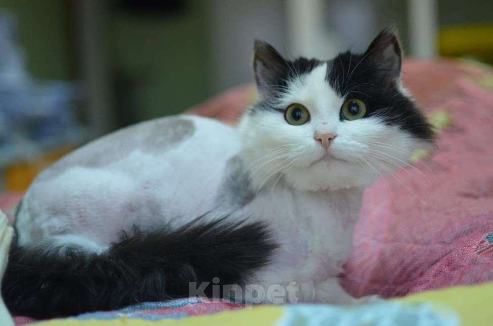 Кошки в Москве: Ласковый красавчик Зайчик ищет дом Мальчик, Бесплатно - фото 2