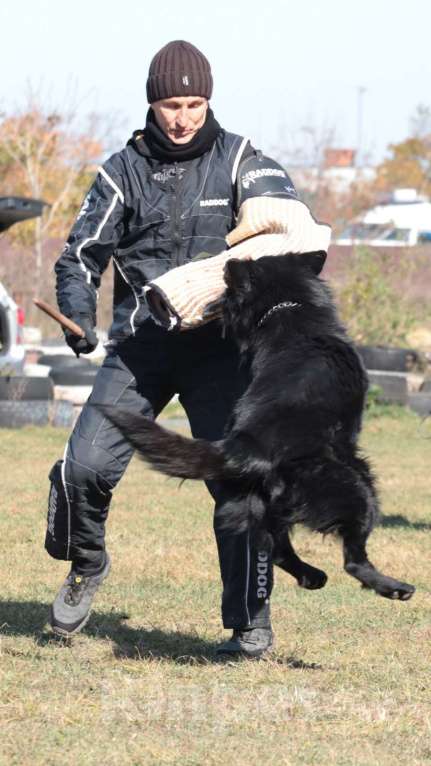 Собаки в Химках: Длинношерстная немецкая овчарка (Кобель). Готов к переезду! Мальчик, Бесплатно - фото 8