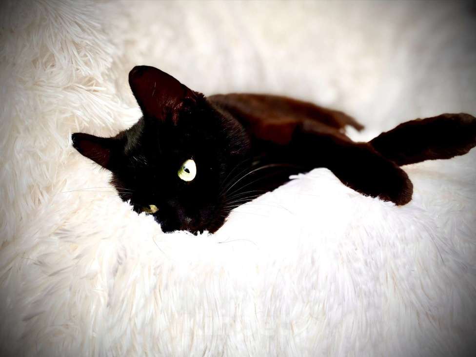 Кошки в Можайске: Кошка в дар Девочка, Бесплатно - фото 4