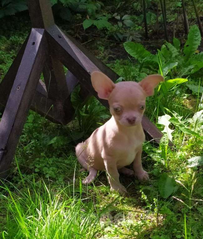 Собаки в Москве: лиловый мальчик симпатичный Мальчик, 45 000 руб. - фото 6