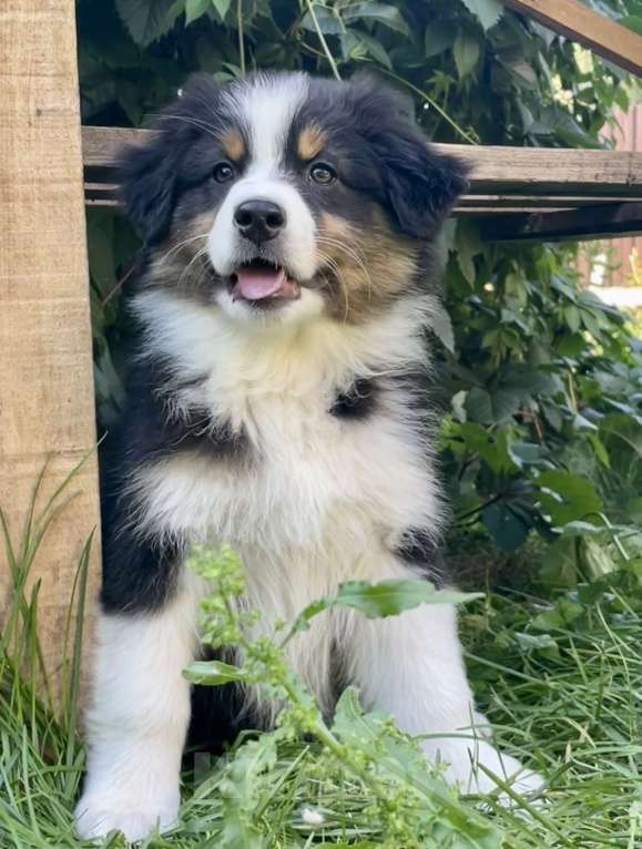 Собаки в Санкт-Петербурге: Щенки Аусси ( Австралийская овчарка) Девочка, 80 000 руб. - фото 2