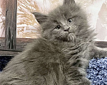 Кошки в Санкт-Петербурге: Мейн Кун котёнок  Мальчик, 60 000 руб. - фото 3