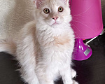 Кошки в Петергофе: Мальчик очень нежного окраса Мальчик, 35 000 руб. - фото 4