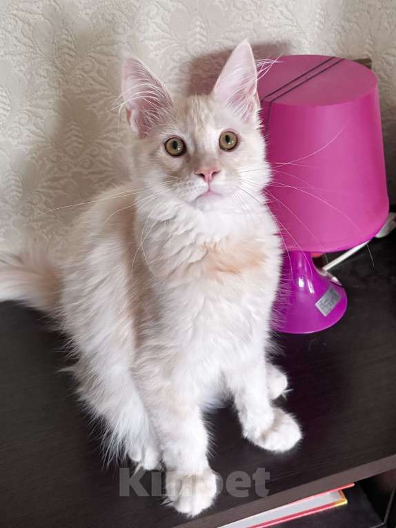 Кошки в Петергофе: Мальчик очень нежного окраса Мальчик, 35 000 руб. - фото 4