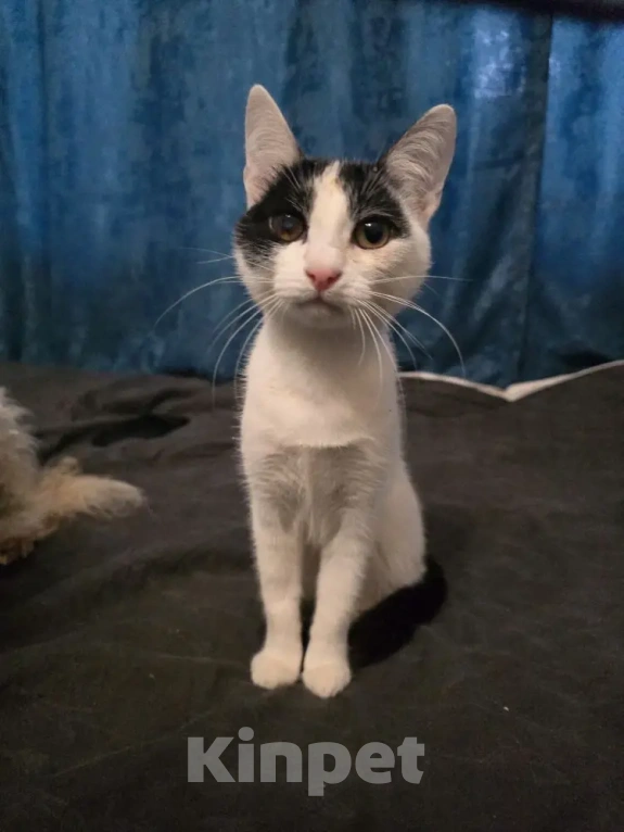 Кошки в Серпухове: Ищут любящую и ответственную семью❤️ Девочка, Бесплатно - фото 3