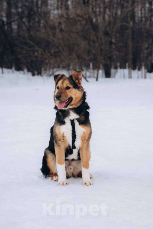 Собаки в Москве: Щенок 5 месяцев Моцарт очень нуждается в доме Мальчик, Бесплатно - фото 2