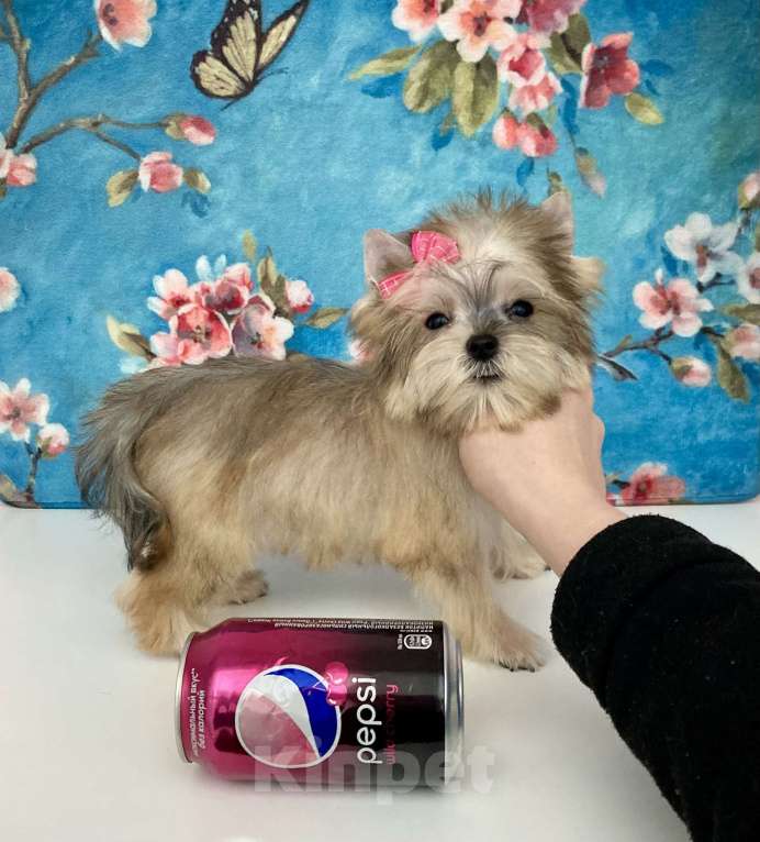 Собаки в Москве: Золотой йорк мини девочка бэби фейс Девочка, 85 000 руб. - фото 5