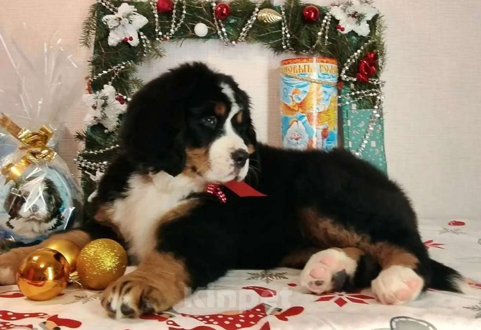 Собаки в Новосибирске: Питомник "Палитра Сибири" предлагает щенков Разнополые, 150 000 руб. - фото 2