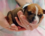 Собаки в Москве: Яркий малыш амстаффа  Мальчик, 80 000 руб. - фото 3