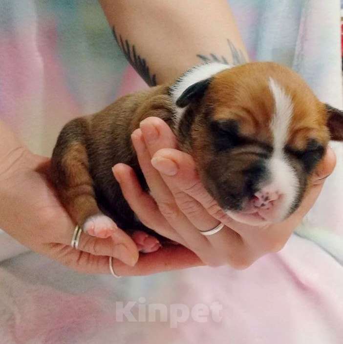 Собаки в Москве: Яркий малыш амстаффа  Мальчик, 80 000 руб. - фото 3