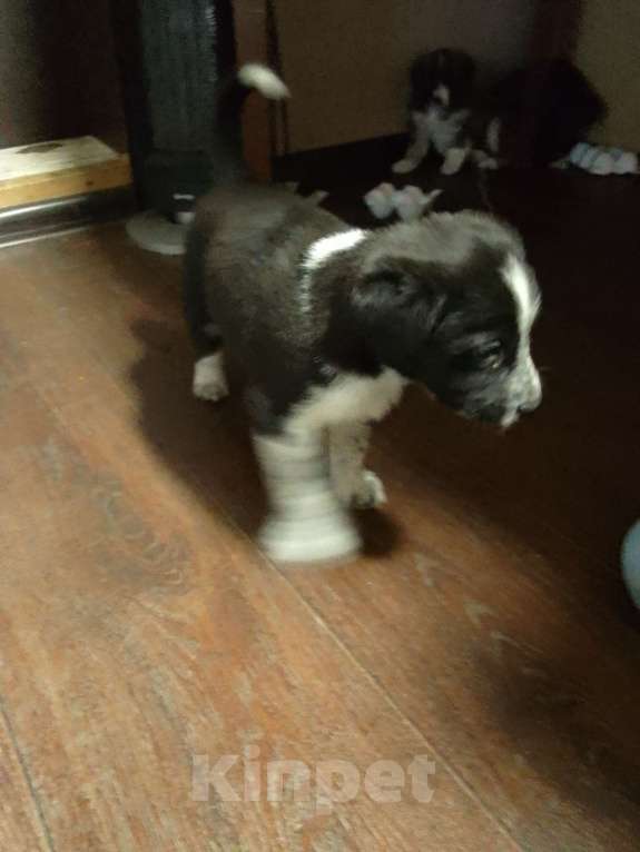 Собаки в Орле: Мальчик  Мальчик, Бесплатно - фото 2