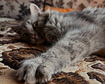 Кошки в Новосибирске: Отдам котика Васю в добрые руки Мальчик, Бесплатно - фото 5
