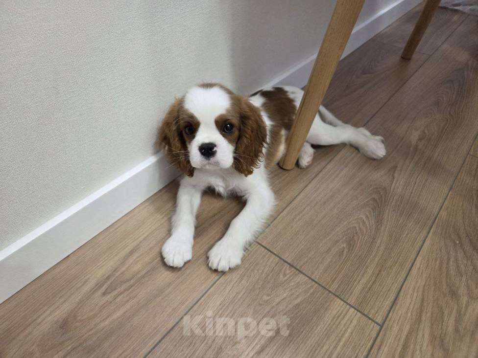 Собаки в Новосибирске: Кавалер кинг-чарльз-спаниель, щенок Мальчик, 70 000 руб. - фото 10