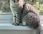 Кошки в Люберцах: Отдам в добрые руки котенка Мальчик, Бесплатно - фото 1