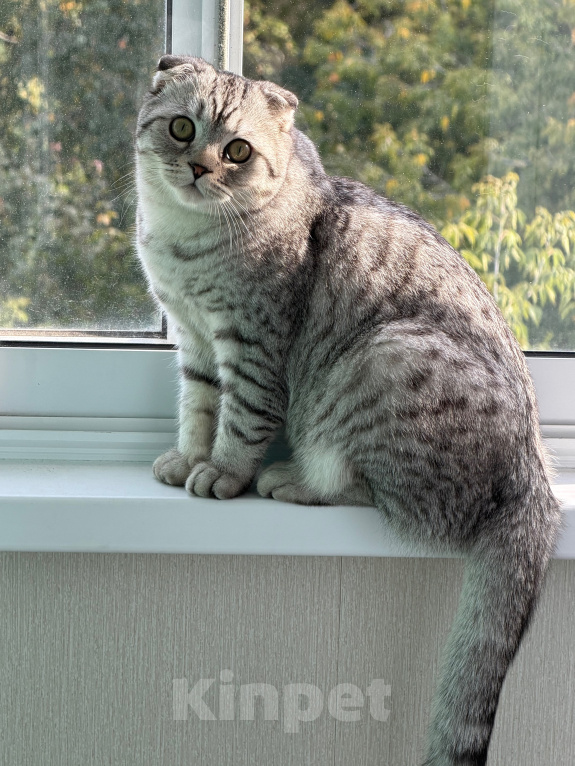 Кошки в Люберцах: Отдам в добрые руки котенка Мальчик, Бесплатно - фото 1