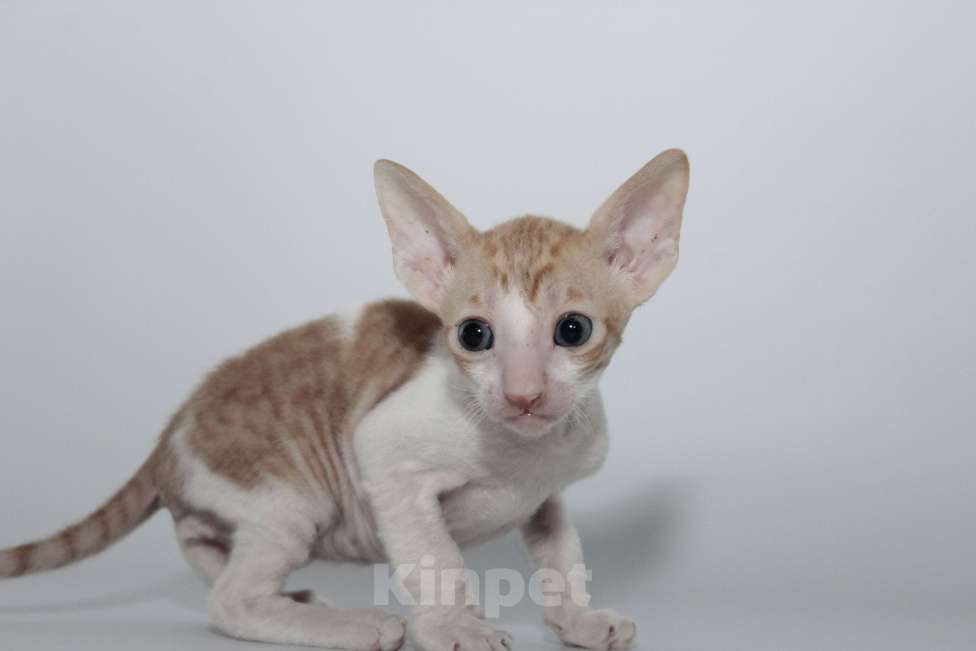 Кошки в Москве: малыши к резервированию. питомник Корнелита Мальчик, 65 000 руб. - фото 5