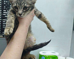 Кошки в Москве: Котенок Тигруля ищет дом Девочка, Бесплатно - фото 3