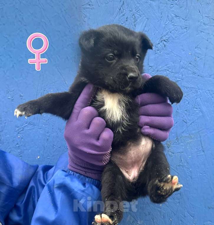 Собаки в Москве: Щенкам 1,5 месяца девочки нужен дом  Девочка, Бесплатно - фото 2