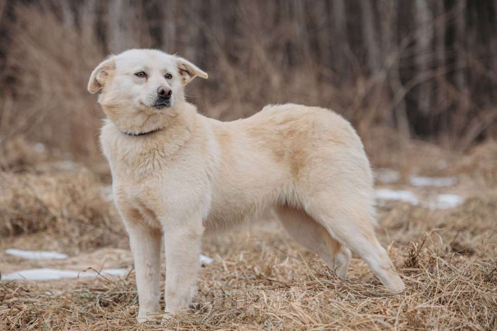Собаки в Москве: Компаньон Девочка, Бесплатно - фото 4