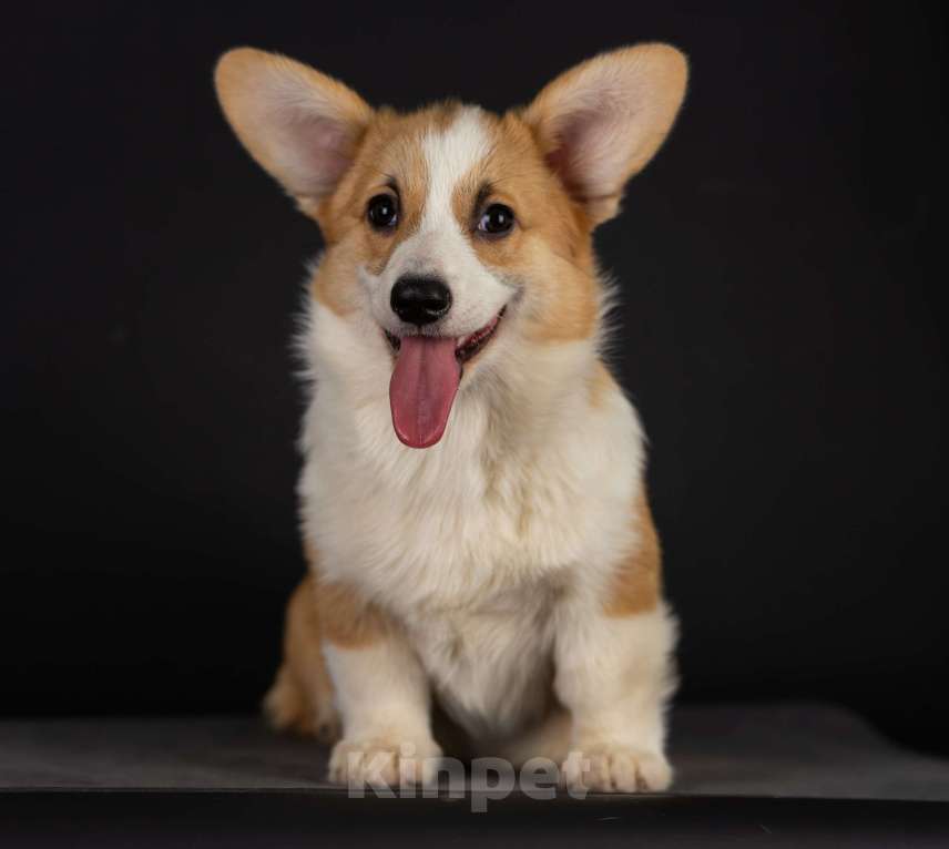 Собаки в Пензе: Юмми Девочка, Бесплатно - фото 2