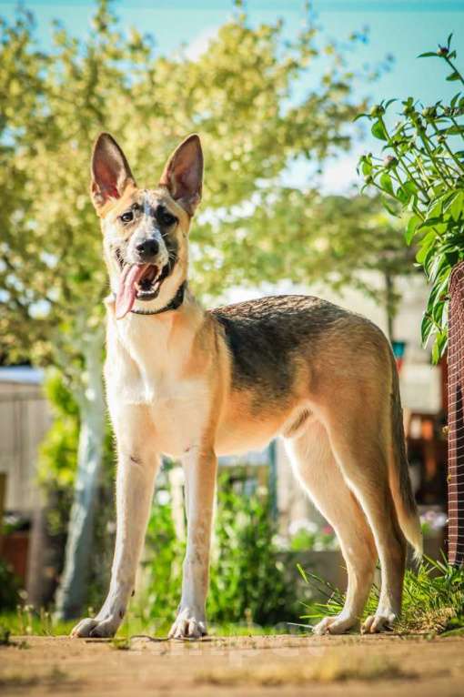 Собаки в Москве: Красавчик, метис овчарки Рэкс в дар Мальчик, 1 руб. - фото 2