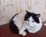 Кошки в Новочеркасске: Чёрно-белый кот Мальчик, Бесплатно - фото 1