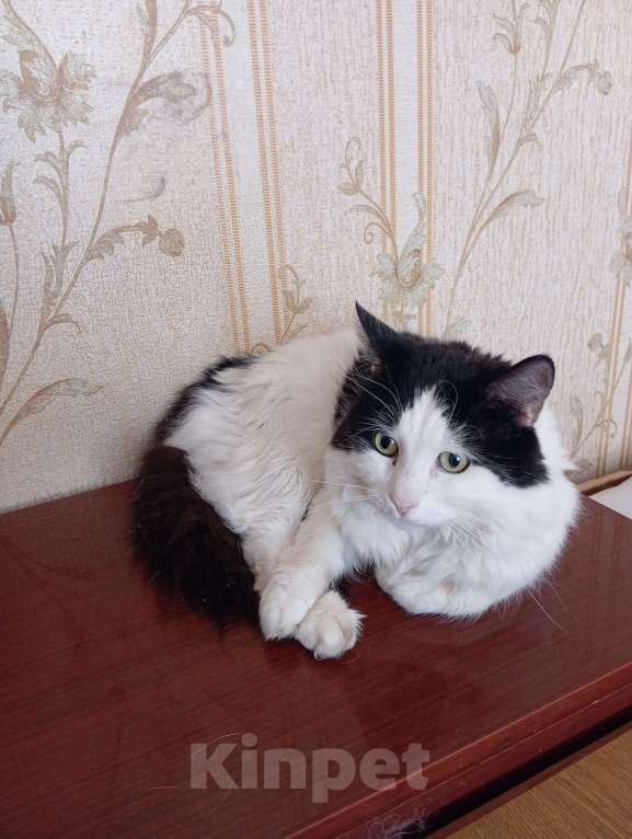 Кошки в Новочеркасске: Чёрно-белый кот Мальчик, Бесплатно - фото 1