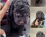 Собаки в Павловске: Миниатюрный коричневый пудель-девочка Девочка, 100 000 руб. - фото 1