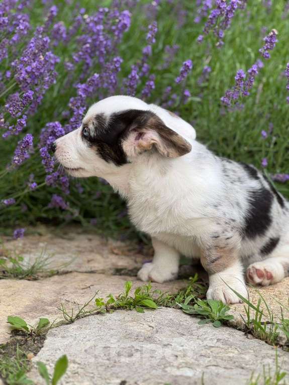 Собаки в Липецке: Вельш корги кардиган щенок Мальчик, Бесплатно - фото 3