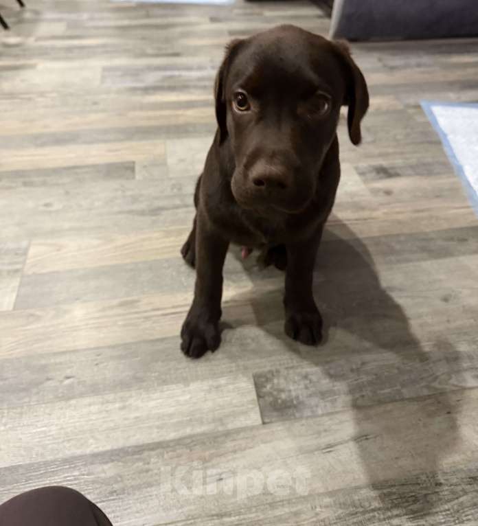 Собаки в Подольске: Щенок лабрадор-ретривер Мальчик, Бесплатно - фото 2