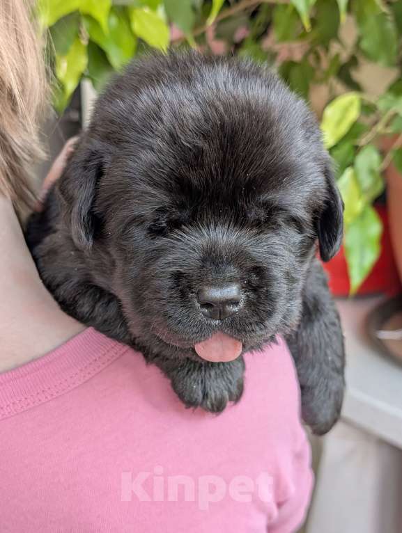 Собаки в Москве: Черный толстолапый малышок Мальчик, 120 000 руб. - фото 2