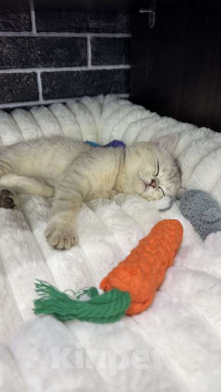Кошки в Жуковском: Британский короткошёрстный котёнок Мальчик, Бесплатно - фото 5