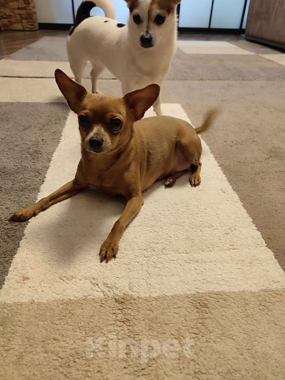 Собаки в Одинцово: Ищем кобеля для вязки Девочка, Бесплатно - фото 1