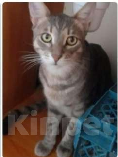 Кошки в Москве: Макс, мы ждём тебя! Мальчик, 5 000 руб. - фото 2