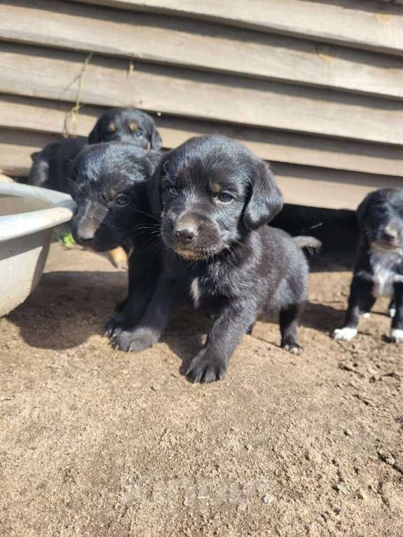 Собаки в других городах Воронежской области: Помесь восточноевропейской овчарки и русского спаниеля Девочка, Бесплатно - фото 4